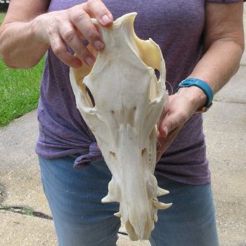 13" Wild Boar Skull