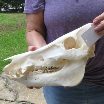 13" Wild Boar Skull