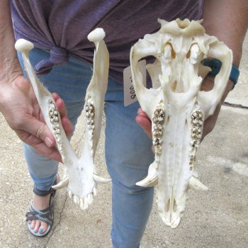 13" Wild Boar Skull