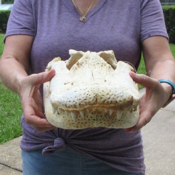 Semi-Cleaned 17-1/2" Alligator Skull 