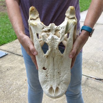 Semi-Cleaned 17-1/2" Alligator Skull 