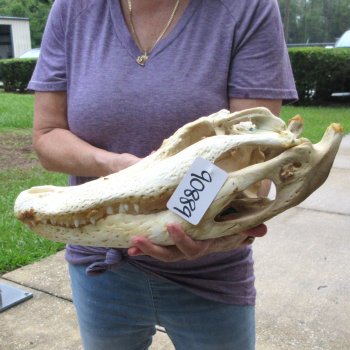 Semi-Cleaned 17-1/2" Alligator Skull 