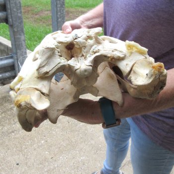 Semi-Cleaned 17-1/2" Alligator Skull 