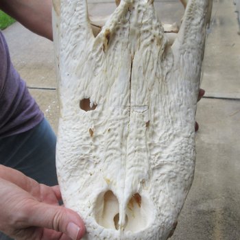 Semi-Cleaned 17-1/2" Alligator Skull 