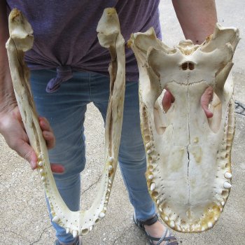 Semi-Cleaned 17-1/2" Alligator Skull 