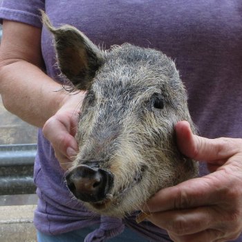 Real Preserved Georgia Wild Boar Hog Head (9-10") - $30