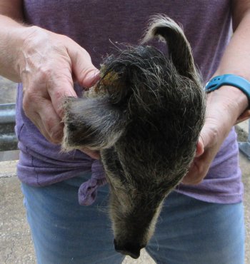 Real Preserved Georgia Wild Boar Hog Head (9-10") - $30