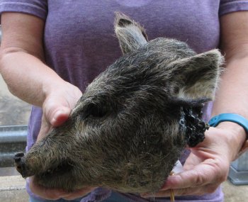 Real Preserved Georgia Wild Boar Hog Head (9-10") - $30