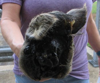 Real Preserved Georgia Wild Boar Hog Head (9-10") - $30