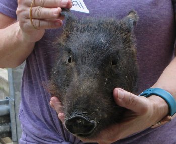 Real Preserved Georgia Wild Boar Hog Head (9-10") - $30