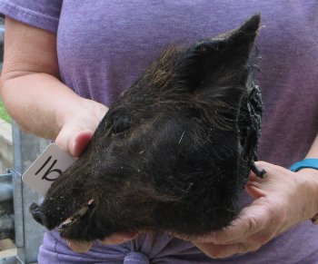 Real Preserved Georgia Wild Boar Hog Head (9-10") - $30