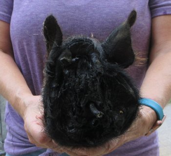 Real Preserved Georgia Wild Boar Hog Head (9-10") - $30