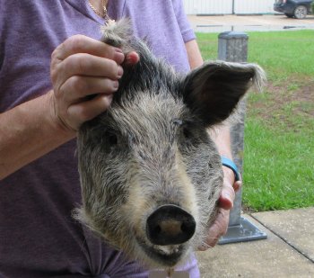Real Preserved Georgia Wild Boar Hog Head (10-11") - $35