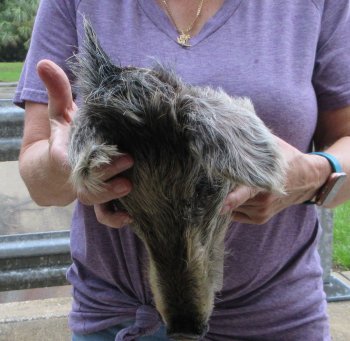 Real Preserved Georgia Wild Boar Hog Head (10-11") - $35