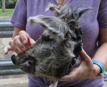 Real Preserved Georgia Wild Boar Hog Head (10-11") - $35