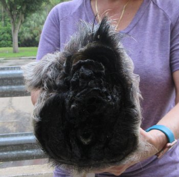 Real Preserved Georgia Wild Boar Hog Head (10-11") - $35