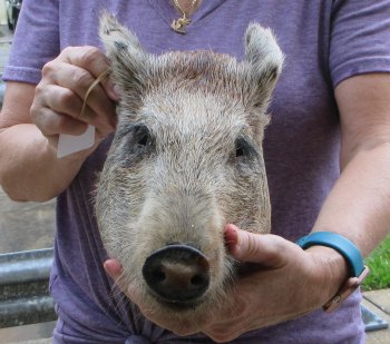 Real Preserved Georgia Wild Boar Hog Head (10-11") - $35