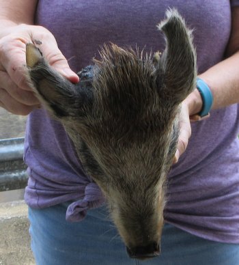 Real Preserved Georgia Wild Boar Hog Head (10-11") - $35