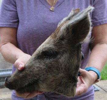 Real Preserved Georgia Wild Boar Hog Head (10-11") - $35