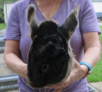 Real Preserved Georgia Wild Boar Hog Head (10-11") - $35