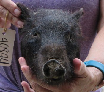 Real Preserved Georgia Wild Boar Hog Head (7-8") - $25