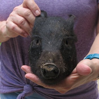 9-10" Preserved Georgia Wild Boar / Hog Head