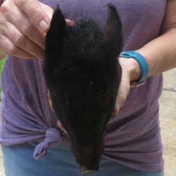 9-10" Preserved Georgia Wild Boar / Hog Head