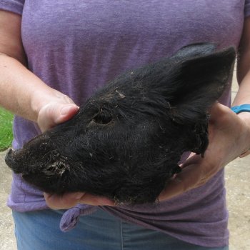 9-10" Preserved Georgia Wild Boar / Hog Head