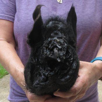 9-10" Preserved Georgia Wild Boar / Hog Head