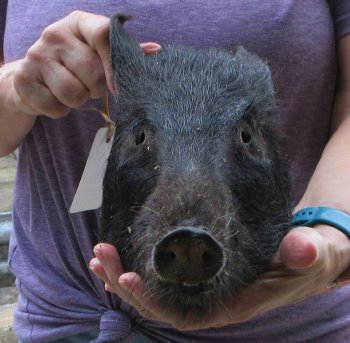 Real Preserved Georgia Wild Boar Hog Head (10-11") - $35