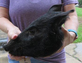 Real Preserved Georgia Wild Boar Hog Head (10-11") - $35
