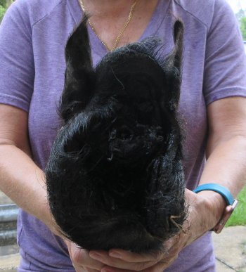 Real Preserved Georgia Wild Boar Hog Head (10-11") - $35
