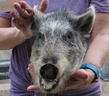 Real Preserved Georgia Wild Boar Hog Head (11-12") - $40