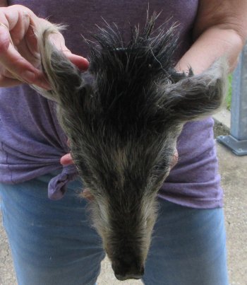 Real Preserved Georgia Wild Boar Hog Head (11-12") - $40