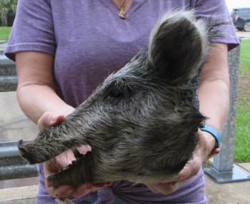 Real Preserved Georgia Wild Boar Hog Head (11-12") - $40
