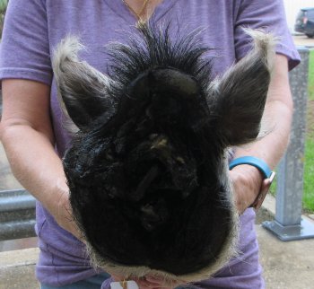 Real Preserved Georgia Wild Boar Hog Head (11-12") - $40