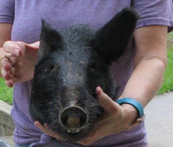Real Preserved Georgia Wild Boar Hog Head (11-12") - $40