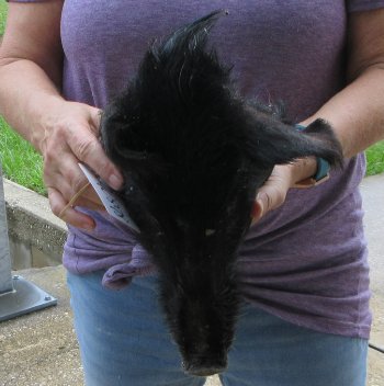 Real Preserved Georgia Wild Boar Hog Head (11-12") - $40
