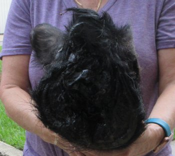Real Preserved Georgia Wild Boar Hog Head (11-12") - $40