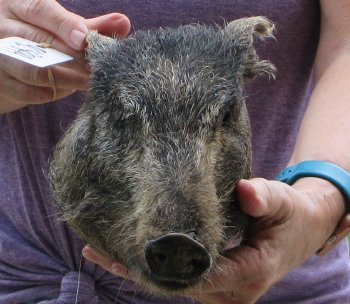 Real Preserved Georgia Wild Boar Hog Head (9-10") - $30