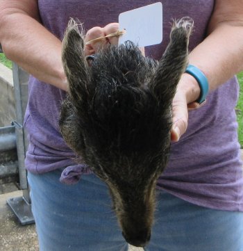 Real Preserved Georgia Wild Boar Hog Head (9-10") - $30
