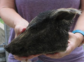 Real Preserved Georgia Wild Boar Hog Head (9-10") - $30