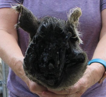 Real Preserved Georgia Wild Boar Hog Head (9-10") - $30