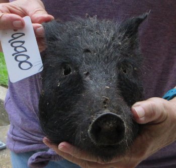 Real Preserved Georgia Wild Boar Hog Head (9-10") - $30