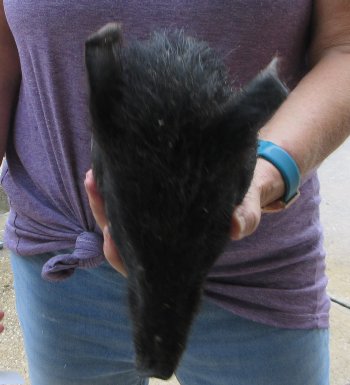 Real Preserved Georgia Wild Boar Hog Head (9-10") - $30
