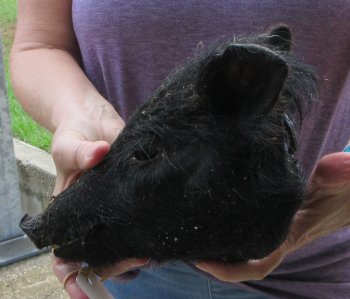 Real Preserved Georgia Wild Boar Hog Head (9-10") - $30