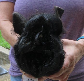 Real Preserved Georgia Wild Boar Hog Head (9-10") - $30