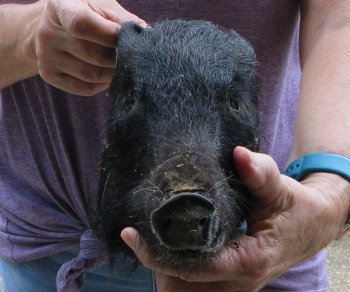 Real Preserved Georgia Wild Boar Hog Head (9-10") - $30