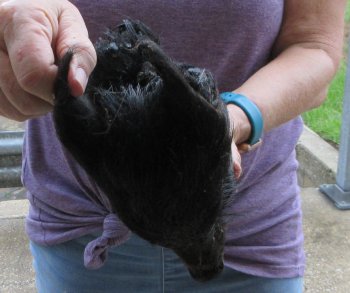 Real Preserved Georgia Wild Boar Hog Head (9-10") - $30