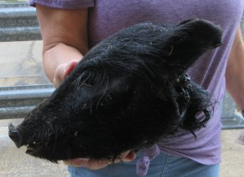 Real Preserved Georgia Wild Boar Hog Head (9-10") - $30